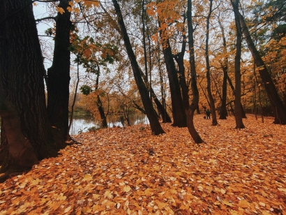 2020fallcontest