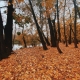 2020fallcontest