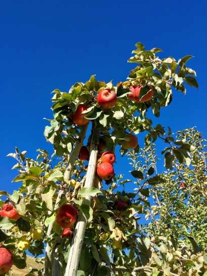 Methow Valley apples