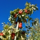Methow Valley apples