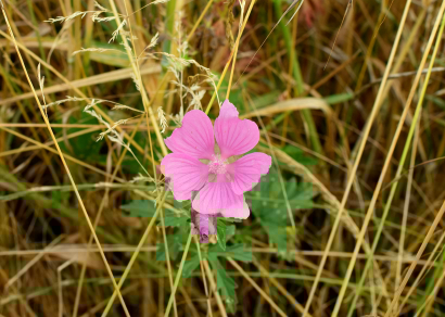 Pink flower on a grassy field.