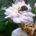 beetle-love