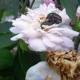 Beetle love