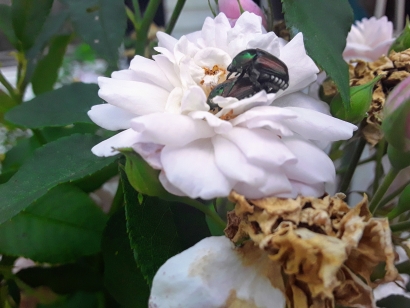 Beetle love
