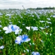 Flax field in full bloom