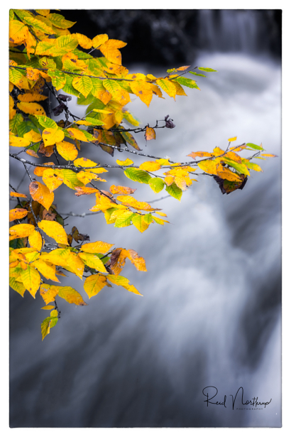 Autumn Leaves
