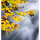 Autumn Leaves
