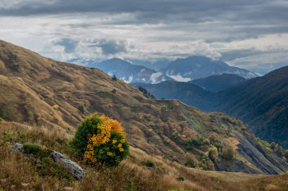 The lone Bush
