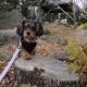 A puppy’s first fall