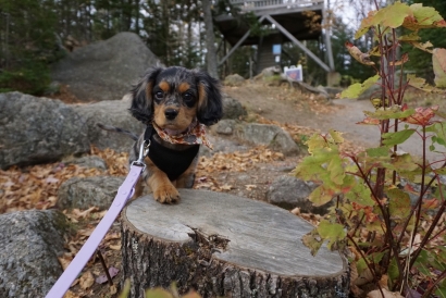 A puppy’s first fall