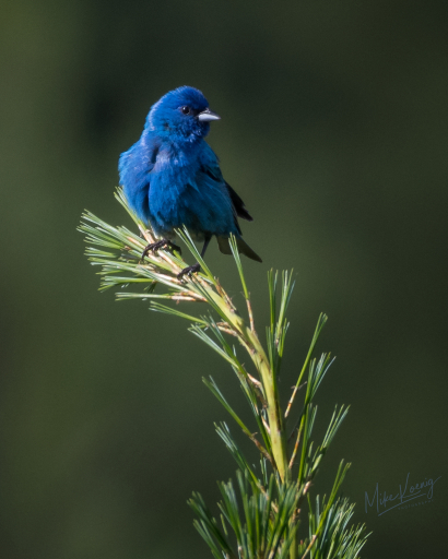 Indigo Bunting