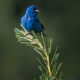 Indigo Bunting