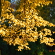 Yellow tree