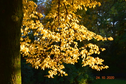 Yellow tree