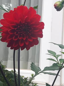 Red Flower
