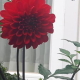 Red Flower