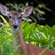 Blue Ridge Doe Ferns and Mtn Laurel