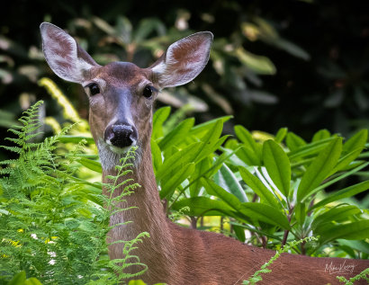 Blue Ridge Doe Ferns and Mtn L...