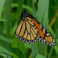 monarch-butterfly