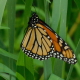 Monarch Butterfly 