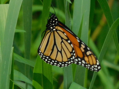 Monarch Butterfly