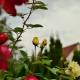 Our autumn garden.