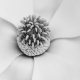Magnolia Bloom 