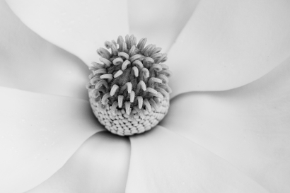 Magnolia Bloom