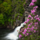 Linvile Falls with blooming rhododendrons 