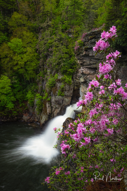 Linvile Falls with blooming rh...