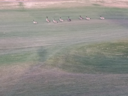 Geese 