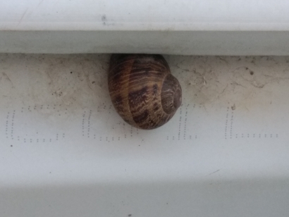 Snail well?