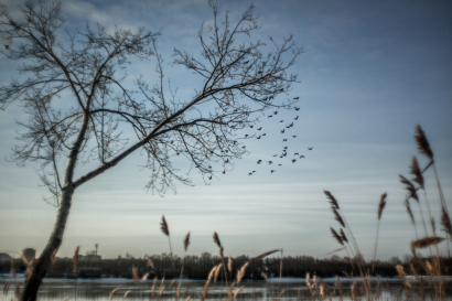 Birdfall