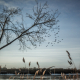 Birdfall