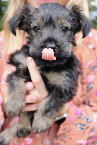 Puppy Licking Nose