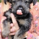 Puppy Licking Nose