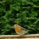 Little robin bird.