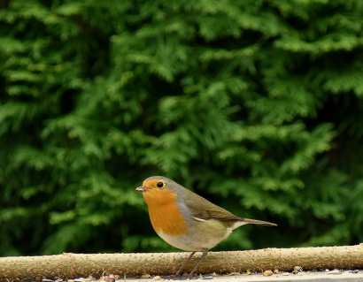 Little robin bird.
