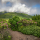 Jane Bald - Roan Mountain