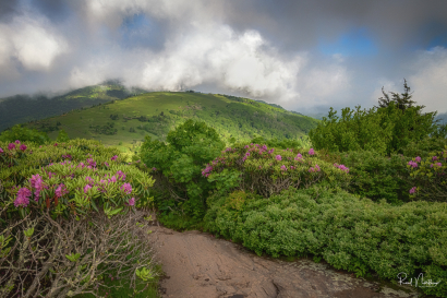 Jane Bald - Roan Mountain