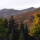 Fallicious