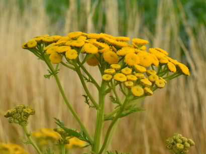Autumn palette. Yellow tansy.