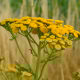 Autumn palette. Yellow tansy.