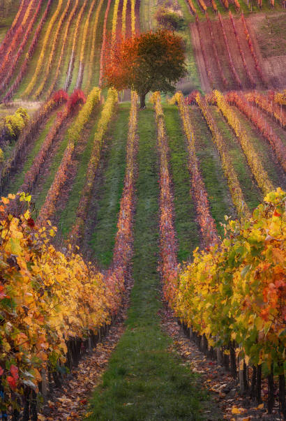 Autumn vineyards