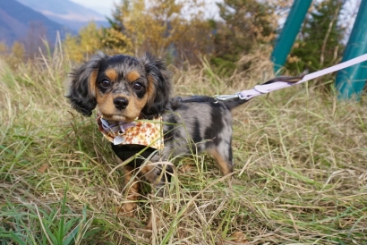 A puppy’s first fall