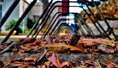 Autumn leaves