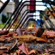 Autumn leaves