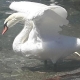 Swan