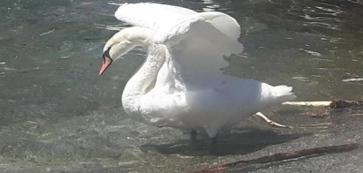 Swan
