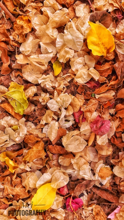 A colorful autumn